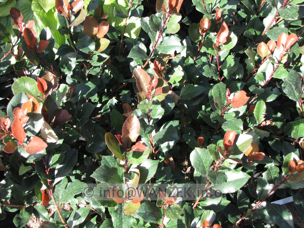 Photinia fraseri Little Red Robin 02.JPG